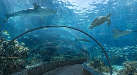Aquarium Tunnel